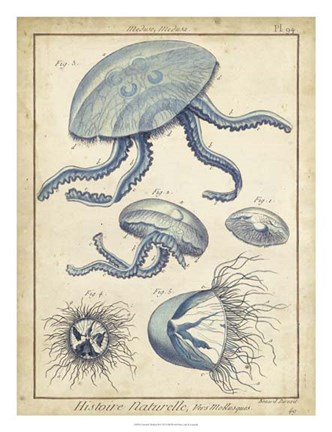 Framed Medusa II Print