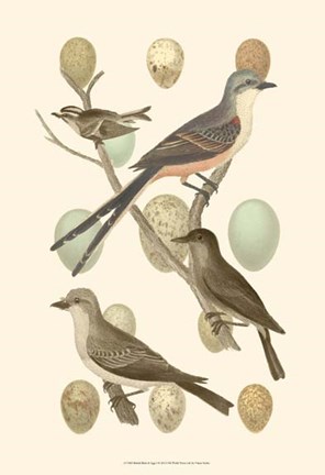 Framed British Birds and Eggs I Print