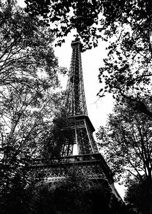 Framed Paris Trees Print