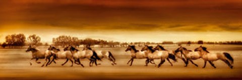 Framed Argentine Horses Print