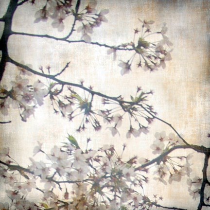 Framed Cherry Blossom Tree VI Print