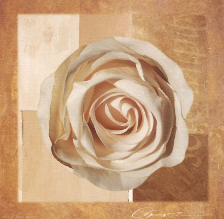 Framed Warm Rose I Print