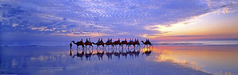 Framed Cable Beach Camels Print
