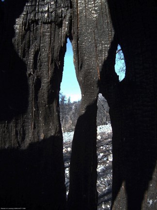 Framed Burned Trees X Print