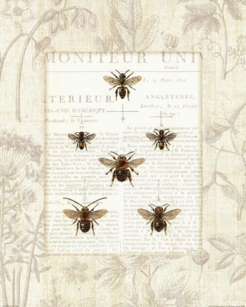 Framed Bee Botanical Print