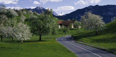 Framed Switzerland, Luzern, trees, road Print