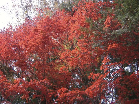 Framed Red Tree Print