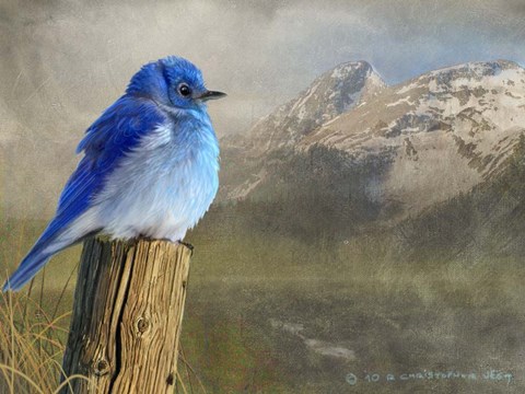 Framed Mountain Blue Bird Print