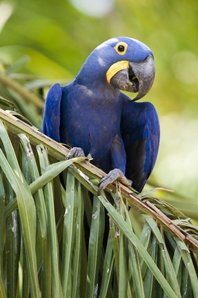 Framed Close-up of a Hyacinth macaw, Three Brothers River, Meeting of the Waters State Park, Pantanal Wetlands, Brazil Print