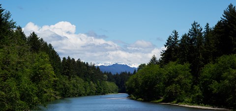 Framed River flowing through a forest, Queets Rainforest, Olympic National Park, Washington State, USA Print