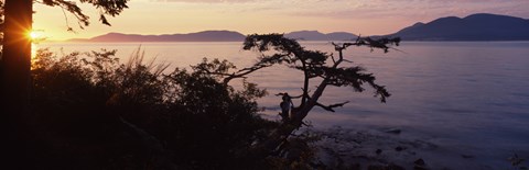 Framed Silhouette of trees at seaside, Rosario Strait, San Juan Islands, Washington State, USA Print