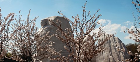 Framed Cherry trees in front of a memorial, Martin Luther King Jr. National Memorial, Washington DC, USA Print