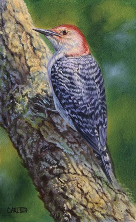 Framed Red Bellied Woodpecker Print