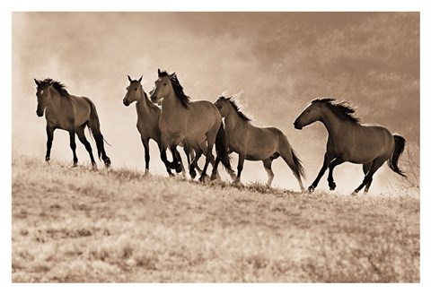 Framed Kicking Dust Print