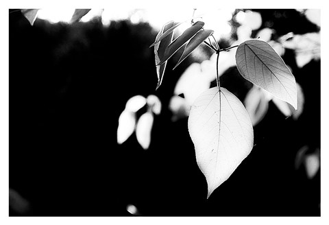 Framed White Leaves Print