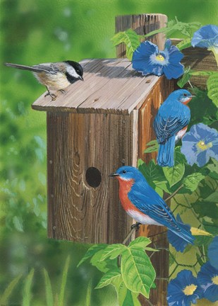 Framed Birds At The Feeder (Bluebirds) Print