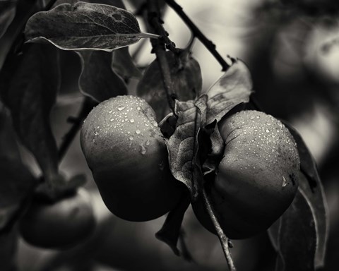 Framed Three Persimmons in the Rain Print