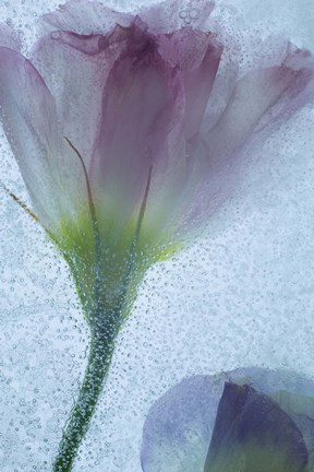 Framed Flowers on Ice-13-2 Print