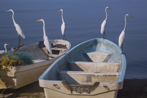 Framed Garzas-7-2 Print