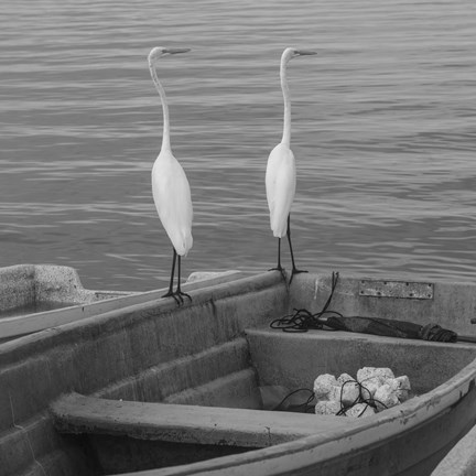 Framed Garzas-4 Print