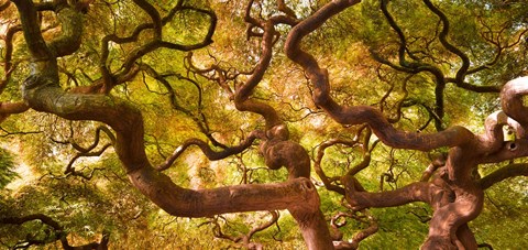 Framed Japanese Maple 1 Print