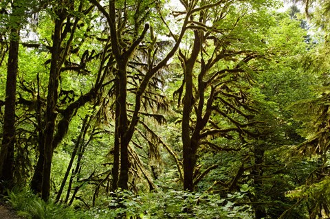 Framed Trees in a Forest, Quinault Rainforest, Olympic National Park, Olympic Peninsula, Washington State Print