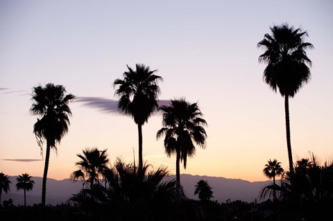 Framed Silhouette of palm trees at dusk, Palm Springs, Riverside County, California, USA Print