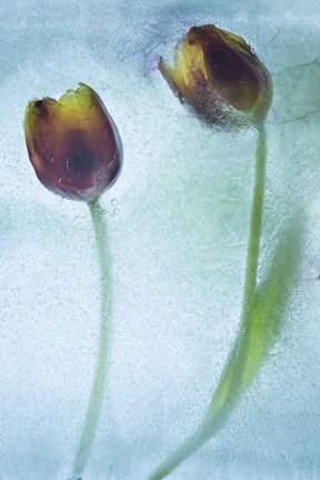 Framed Flowers on Ice-8 Print