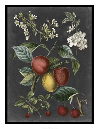 Framed Orchard Varieties III Print