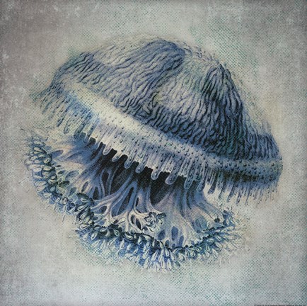 Framed Jellyfish II Print