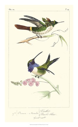 Framed Lemaire Hummingbirds I Print
