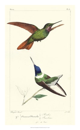 Framed Lemaire Hummingbirds II Print