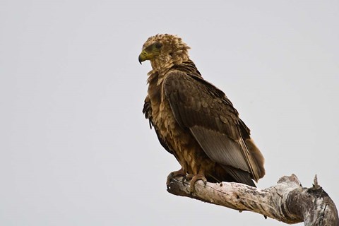 Framed Africa. Tanzania. Bateleur Eagle at Tarangire NP Print