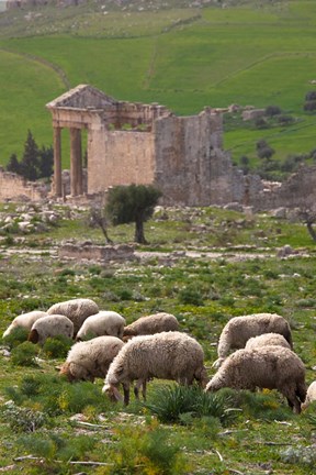 Framed Grazing sheep by the Capitole, UNESCO site, Dougga, Tunisia Print