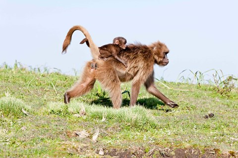 Framed Gelada, Gelada Baboon primate, Ethiopia Print