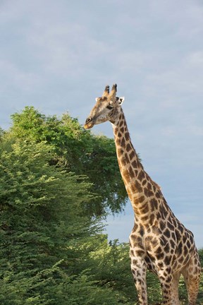 Framed Masai Giraffe, Botswana Print