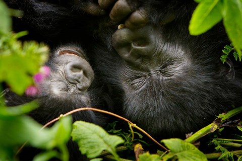 Framed Rwanda, Mountain Gorilla, Volcanoes NP Print