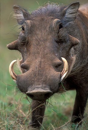 Framed Warthog Displays Tusks, Addo National Park, South Africa Print
