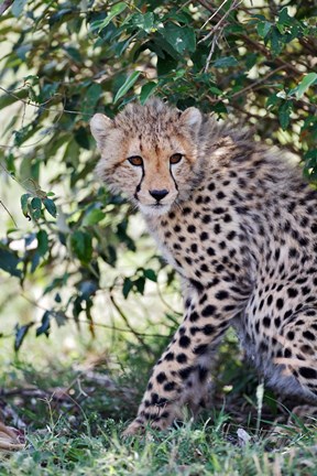 Framed Young cheetah resting beneath bush, Maasai Mara, Kenya Print