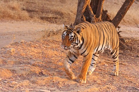 Framed Royal Bengal Tiger, India Print