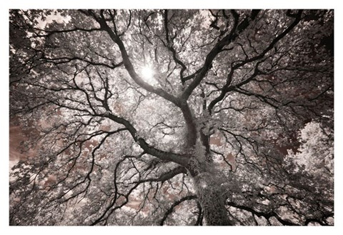 Framed Ethereal Tree Print