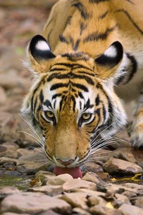 Framed Tiger Drinking from A Creek, Ranthambore National Park, Rajasthan, India Print