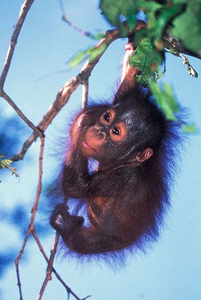 Framed Baby Orangutan, Tanjung Putting National Park, Indonesia Print