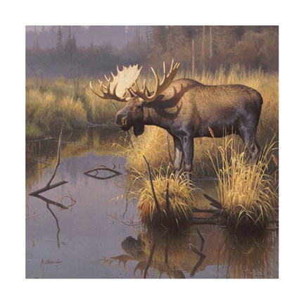 Framed Bull Moose Print