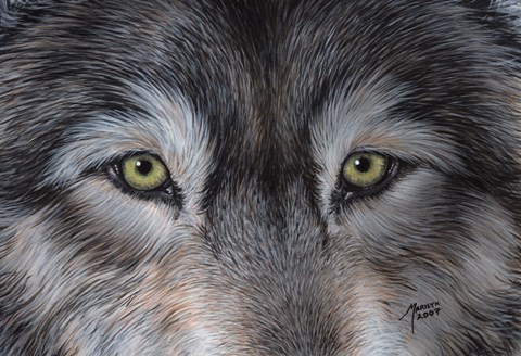 Framed Eyes of the Wolf Print