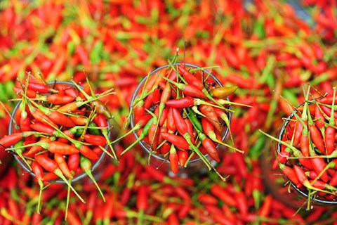 Framed Hot Chili, Semporna, Borneo, Malaysia Print