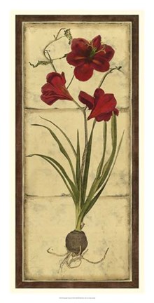 Framed Amaryllis Panel I Print