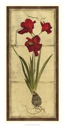 Framed Amaryllis Panel II Print