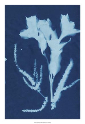 Framed Cyanotype No.17 Print