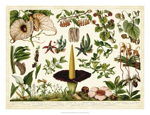 Framed Tropical Botany Chart III Print